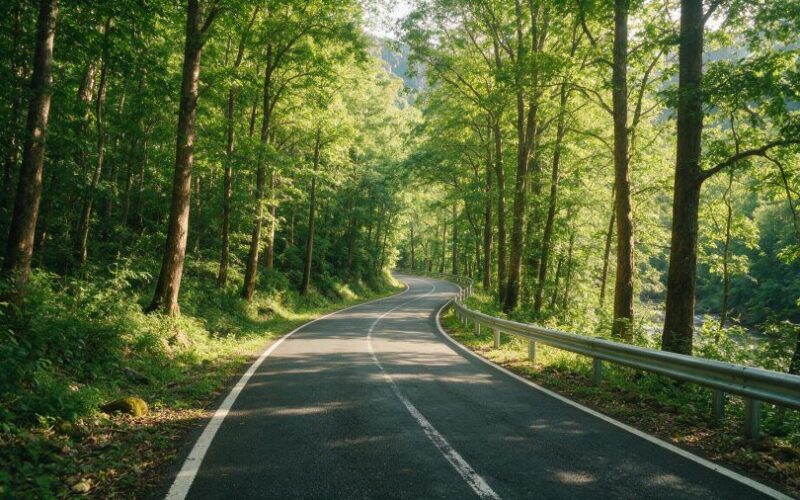 Ormandan geçen dar viraj yolu